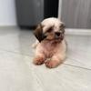 romeo_el_shihtzu