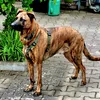 dixi8560