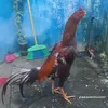 josecristiano3487