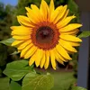 rihab_shakir