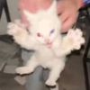 youtubeclips4690