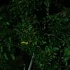 puinberingin2
