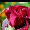 user4519512098480
