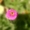 muhammed_zarda