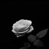 hbibamohamed358