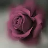user3806193800446