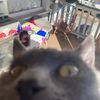 greycat03_28