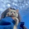dodo_2527