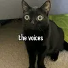 nathaniello4