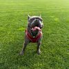 the_frenchbulldog_pasa