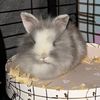 my_bunny_melon1