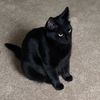 lolatheblackkitty
