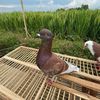 Penyukamerpati🕊️