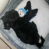 kidgraduationbearwithlol