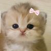 mae_doglover