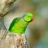 பச்சை கிளி 🦜