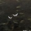 aquariuss22