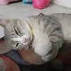 khangneni2