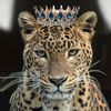 🐆