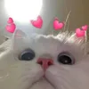 s7ll3ntt