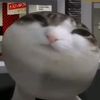 kucingpenyet7