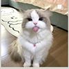 purteriritina7