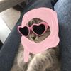 cycysukakucing