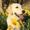 sevenisagooddog