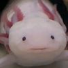 an.axolotl5