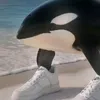 orcalerofans