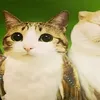 ilovetiktok1302