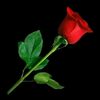 nahom7081
