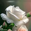 mddider460