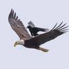 mahmoud.mostafa8834