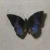 _zna2