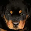 mybestfriendrottweiler