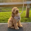 budsthecockapoo