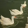 ayat_essam1