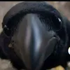 _milka769