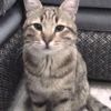 simba_love_11314