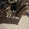 whiskey_corgi24