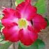 alcione6746