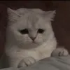 _aniat_00