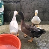 noise_ducks3