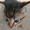 navi.mharene
