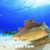 westernsharkwall