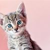 Kitty’s small world