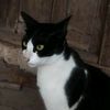 rabbitstar37