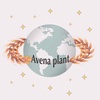 avena.plant2