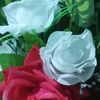 sulis_sulis45